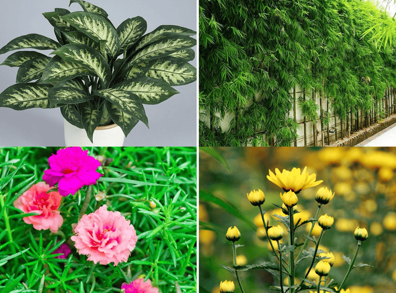 Các loại cây đều mang vẻ đẹp và ý nghĩa phong thủy khác nhau