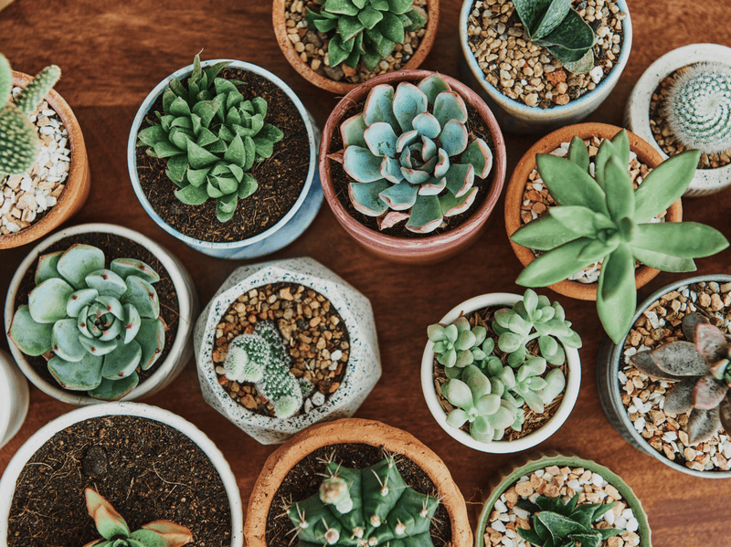 Trồng sen đá và các loài hoa ở mộ giúp tăng thẩm mỹ, tạo sự thanh tịnh