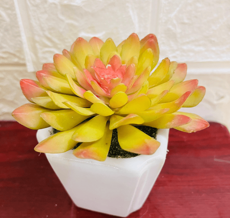 Người mệnh Kim phù hợp với sen đá có gam màu sáng như vàng nhạt