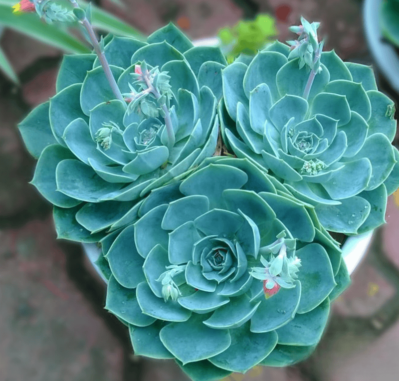 Người mệnh Thủy phù hợp với sen đá màu xanh biển, mang vẻ đẹp trong trẻo