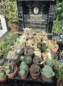 Có nên trồng sen đá ở mộ không?